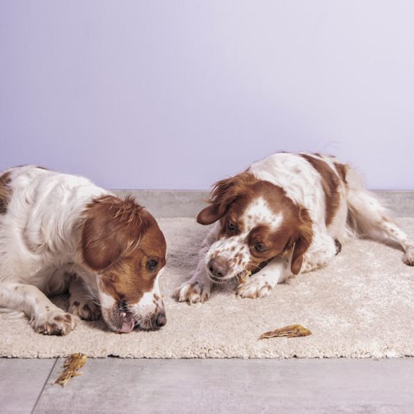 Perros comiendo Alitas de pollo deshidratadas saludables