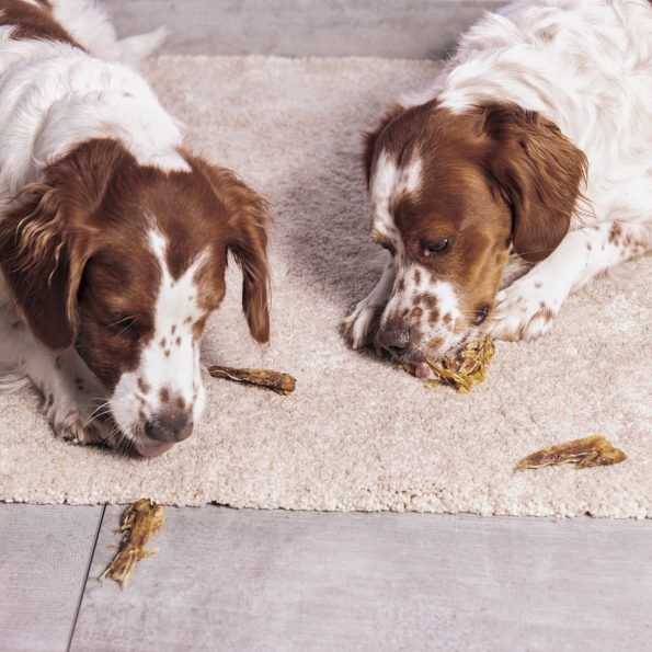 Perros comiendo Alitas de pollo