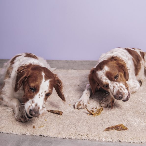 Perros comiendo Alitas de pollo deshidratadas